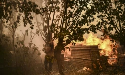 Un homme tente d'élaguer in extremis les branches d'un arbre pour éviter la propagation d'un incendie à Chasia, prÚs d'AthÚnes, le 22 août 2023