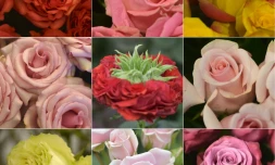 (COMBO) Différentes variétés de roses de la plantation de Cayambe en Equateur photographiées le 11 février 2019