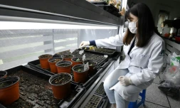 Une chercheuse vérifie des échantillons de plantes sauvages au Baekdudaegan National Arboretum, le 21 mai 2021 à Bonghwa, en Corée du Sud