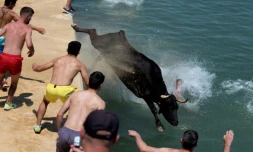 Au cours d'un lâcher de taureaux dans le port de Denia, près d'Alicante, en Espagne le 14 juillet 2022