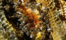 Le parquet de Lyon a ouvert une enquête préliminaire pour "administration de substances nuisibles" après une plainte d'un syndicat d'apiculteurs de l'Aisne contre Bayer