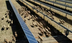 Des moutons déambulent parmi des panneaux solaires dans l'exploitation de Tom Warren, prÚs de la ville australienne de Dubbo, à environ 400 kilomÚtres à l'ouest de Sydney, le 19 janvier 2026