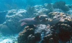 Un requin-nourrice dans un récif corallien de la réserve marine Hol Chan, à Ambergris Cay, le 7 juin 2018 au Belize