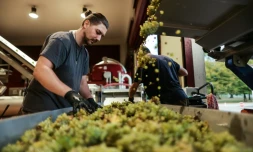 Des saisonniers trient le raisin qui vient d'être vendangé au  Château Carbonnieux, grand cru classé de Pessac-Léognan, à Léognan, en Gironde, le 17 août 2022