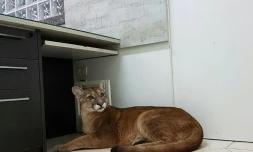 Les employés d'une entreprise brésilienne se sont retrouvés nez à nez avec un puma sauvage recroquevillé sous un bureau, le 14 août 2017 à Itaperica da Serra, près de Sao Paulo