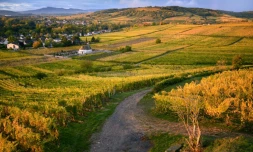 Des vignobles dans l'est de la France, Ă l'automne 2019