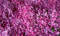 Récolte de roses fraichement cueillies dans le village de Qsarnaba au Liban, le 11 mai 2023