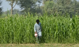Photo prise le 15 novembre 2018 montrant un adolescent pakistanais sortant d'un champ où il a fait ses besoins.