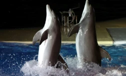 Spectacle de dauphins au Marineland d'Antibes dans les Alpes-Maritimes le 7 décembre 2016