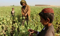Un agriculteur afghan dans un champ d'opium dans la région du Helmand dans le sud de l'Afghanistan, le 11 avril 2017