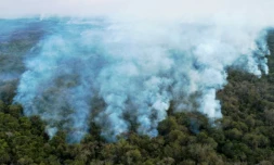 Le rapport annuel du Global Forest Watch a enregistré la destruction en 2020 de 4,2 millions d'hectares de forêts primaires tropicales, cruciales pour la biodiversité de la planète et le stockage du carbone