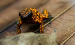 Une grenouille dite 'diablito' au centre de recherche Jambatu Ă San Rafael, le 9 novembre 2020 en Equateur