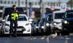 Des harles bièvre traversent une route à Varsovie, en Pologne, le 28 avril 2026