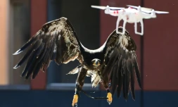 Démonstration d'une capture de drone par un aigle, le 12 septembre 2016 à Ossendrecht