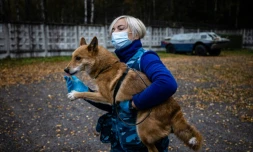 Un "chien-chacal" entraßné à détecter le coronavirus au centre de dressage de la compagnie aérienne Aeroflot, le 9 octobre 2020 prÚs de Moscou