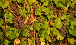 Grappes de Gewurtztraminer à Kirchberg prêtes à être récoltées le 22 août 2018