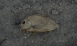 Un poisson mort sur les rives asséchées de la rivière Pahang durant la vague de chaleur, due au phénomène El Nino, touchant Termerloh, près de Kuala Lumpur, le 11 avril 2016