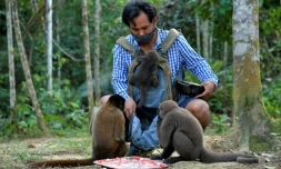 Des singes laineux entourent Jhon Jairo Vasquez, fondateur du refuge de Maikuchiga, le 18 novembre 2020 près de Leticia, en Amazonie colombienne