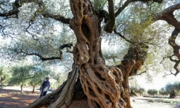 Un olivier rendu célèbre par un film d'Iciar Bollain, le 6 décembre 2016 dans une plantation à Ulldecona, en Espagne