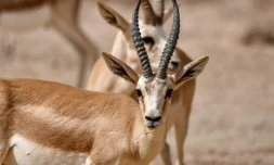Des gazelles de Rhim dans la réserve de Sawa, le 8 juin 2022 en Irak