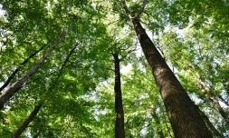 Des chênes de la forêt de Tronçais, le 20 septembre 2022 à Saint-Bonnet de Tronçais, dans l'Allier