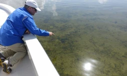 L'écologiste Steve Davis inspecte l'état des eaux de Whipray Basin dans la baie de Floride, aux Etats-Unis, le 13 avril 2016