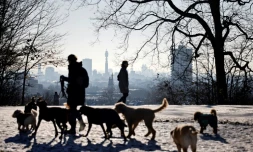 Un groupe de chiens en promenade, le 29 janvier 2021 Ă Londres
