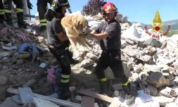 Capture d'écran montrant le sauvetage d'un golden retriever, rescapé du séisme en Italie, le 3 septembre 2016 à San Lorenzo