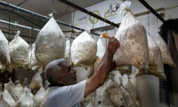 Un syrien, membre de la Fondation Adala, une ONG locale, cultive des champignons dans des sacs en plastique remplis de paille, dans la ville assiégée de Douma, à l'est de Damas, le 2 août 2017