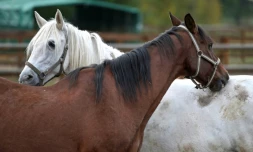 Chevaux 