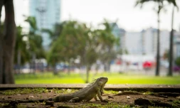 Un iguane commun (iguana iguana) dans un parc du centre-ville de Fort-de-France, le 30 mars 2021 en Martinique