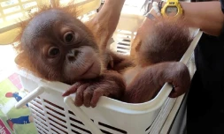 Photo de deux bébés orang-outans sauvés des trafiquants via WhatsApp, le 21 décembre 2016 à Bangkok