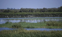 Des flamants roses au domaine des Grandes cabanes du Vaccarès sud, le 6 septembre 2021 aux Saintes-Marie-de-la-Mer