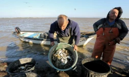Les pêcheurs d'anguilles Yves Rouge et Jean-Claude Pons déchargent les crabes bleus qu'ils ont récupérés dans leurs filets lors de leur pêche au large de Canet-en-Roussillon, le 18 août 2021