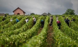 Des vendangeurs travaillent dans les vignes du Château de Meursault, le 26 août 2025 à Meursault, en Côte d'Or