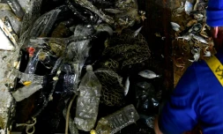 Des pêcheurs italiens remontent des poissons et des déchets en plastique dans leurs filets le 23 mai 2019 au large de San Benedetto del Tronto, en Italie