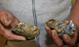 L'ostréiculteur Didier Dubos montre une hußtre diploïde (à gauche) et une hußtre triploïde (à droite) à Gujan-Mestras dans le bassin d'Arcachon, le 6 décembre 2017