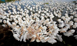 Des pélicans migrateurs venus passer l'hiver au Mexique, le 28 janvier 2022 à Cojumatlan de Régules, dans l'Etat du Michoacan