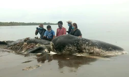 Le corps d'un cachalot mort avec 6 kg de matières plastiques dans le ventre, échoué le 19 novembre 2018 sur une côte d'Indonésie  