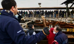 Vente aux enchères de bétail au marché de Liniers de Buenos Aires, le 1er juillet 2021 en Argentine