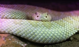 Crotale diamantin (Crotalus adamanteus) visible au Palais de la découverte, le 5 octobre 2018