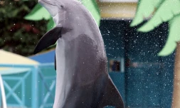 Un dauphin du Marineland d'Antibes (Alpes-Maritimes), photographié le 1er octobre 2005