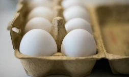 Les Pays-Bas procèdent à des tests sur la viande de poulets provenant d'élevages touchés par l'affaire des oeufs contaminés pour déterminer une éventuelle présence de fipronil, molécule toxique à l'origine d'un scandale sanitaire qui s'étend désormais dans toute l'Europe.