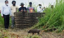 Des responsables du parc national de Manas observent des porcs pygmées, les plus petits porcs du monde, relâchés dans la nature après leur élevage en captivité, le 26 juin 2021 en Inde