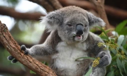 Un koala le 28 avril 2016 dans la localité côtière de Port-Macquarie en Australie