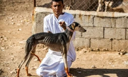 Mohammed Derbas éleveur de lévriers est assis à côté d'un de ses chiens, dans le village de Derbassiyé (nord-est de la Syrie), le 26 octobre 2020