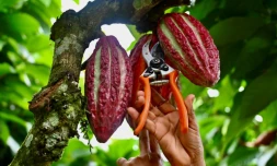 Un ouvrier coupe des fruits de cacao suspendus Ă un arbre dans une ferme du canton de Buena Fe, dans la province de Los Rios, en Ăquateur, le 12 juin 2024