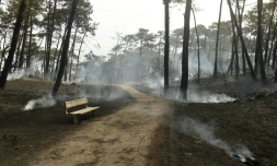 Arbres et végétation calcinés après un incedie dans la forêt de Chiberta, le 31 juillet 2020 à Anglet, dans les Pyrénées-Atlantiques