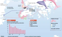 Infographie sur les dauphins roses de Hong Kong menacés de disparition