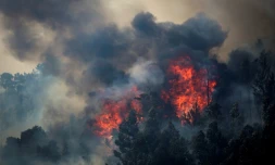 Des eucalyptus et des pins en feu le 8 août 2018 dans l'incendie de forêt près de Monchique dans la région de l'Algarve, sud du Portugal
